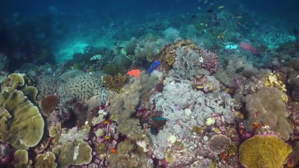 Holacanthus Imperator 산호초에서 헤엄치고 새끼에서 어른으로 바뀌면서 줄무늬 가변한다 — 비디오