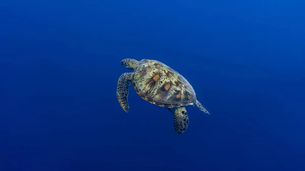 Grüne Meeresschildkröte Chelonia Mydas Schwimmt Der Tiefe — Stockfoto