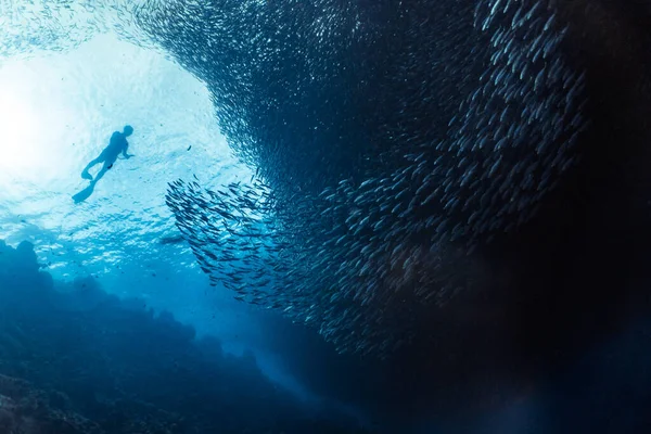 Snorkeling Con Una Massiccia Scuola Sardine Una Barriera Corallina Poco — Foto Stock