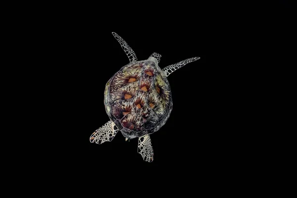 Green Sea Turtle Chelonia Mydas Isolated Black Background — Stock Photo, Image