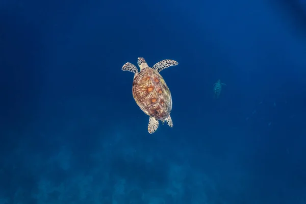 Derin sularda yüzen yeşil deniz kaplumbağası (Chelonia mydas)