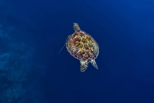 Chelonia Mydas 곳에서 헤엄치는 바다거북 — 스톡 사진