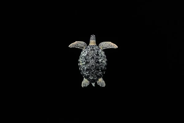 Green Sea Turtle Chelonia Mydas Isolated Black Background — Stock Photo, Image