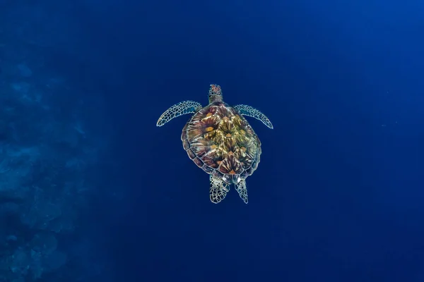 绿海龟 Chelonia Mydas 在深海中游泳 — 图库照片