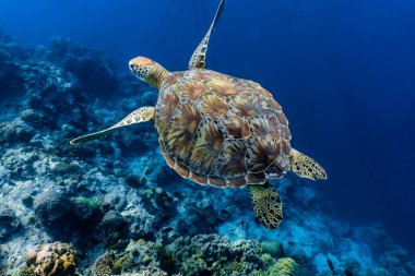 Mercan resifinin üzerinde yüzen yeşil deniz kaplumbağası. Deniz kaplumbağaları yasadışı insan faaliyetleri nedeniyle tehdit altında. Moalboal, Cebu, Filipinler.