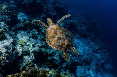 Mercan resifinin üzerinde yüzen yeşil deniz kaplumbağası. Deniz kaplumbağaları yasadışı insan faaliyetleri nedeniyle tehdit altında. Moalboal, Cebu, Filipinler.