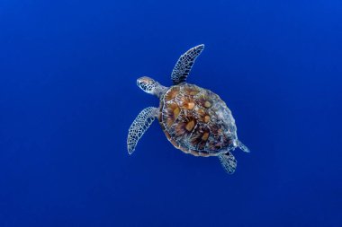 Derin sularda yüzen yeşil deniz kaplumbağası (Chelonia mydas)