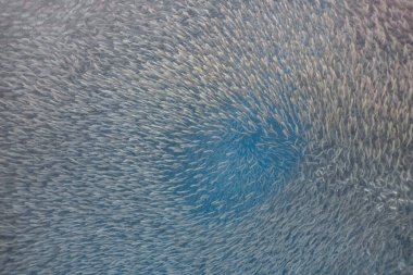 Sığ bir resifte büyük bir sardalya sürüsü. Moalboal 'da sardalya sürüsü veya sardalya, Filipinler' in güneyindeki Cebu kasabasında bulunan ünlü bir turizm merkezidir..