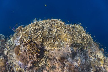 El değmemiş mercan kayalıkları, su altı bahçesi. Sert ve yumuşak mercanların renkli karışımı.