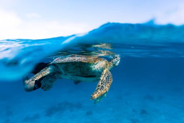 Yeşil deniz kaplumbağası (Chelonia mydas) hava almak için yüzeye çıkar.