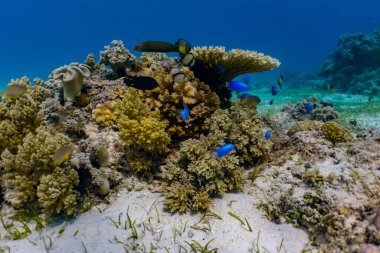 Sığ bir resifteki renkli ve canlı su altı mercanları.
