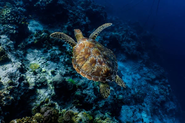Mercan resifinin üzerinde yüzen yeşil deniz kaplumbağası. Deniz kaplumbağaları yasadışı insan faaliyetleri nedeniyle tehdit altında. Moalboal, Cebu, Filipinler.