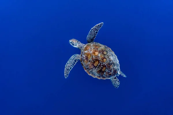 Derin sularda yüzen yeşil deniz kaplumbağası (Chelonia mydas)