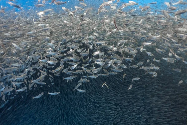 大群的沙丁鱼在浅滩上位于Moalboal的沙丁鱼或沙丁鱼是菲律宾南部城市宿务的一个著名旅游胜地 — 图库照片