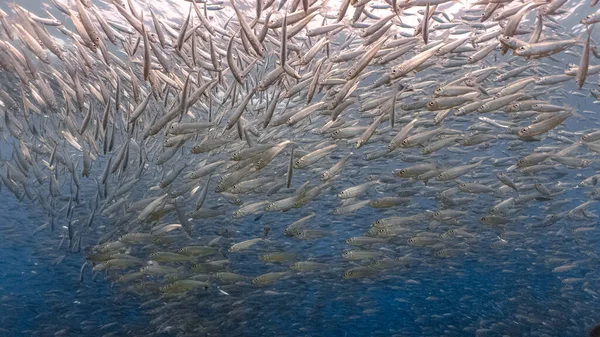 Masiva Escuela Sardinas Arrecife Poco Profundo Sardine Shoal Sardine Run —  Fotos de Stock