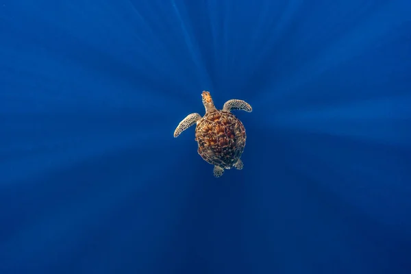 Green Sea Turtle Chelonia Mydas Swimming Deep — Stock Photo, Image