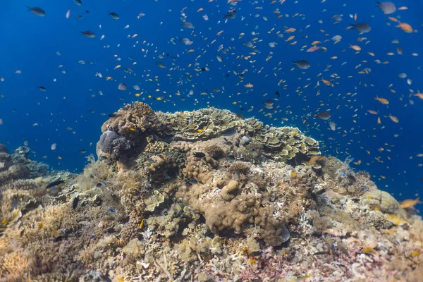 Красочные Яркие Подводные Кораллы Мелководном Рифе — стоковое фото