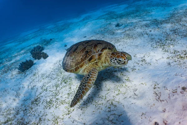 一只绿海龟 Chelonia Mydas 在浅滩沙滩珊瑚礁中游泳时的前角镜头 — 图库照片