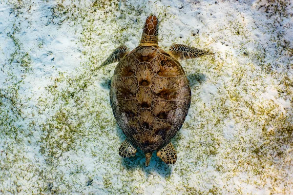 Overhead shot of a green sea turtle (Chelonia mydas) swimming in a shallow and sandy reef.