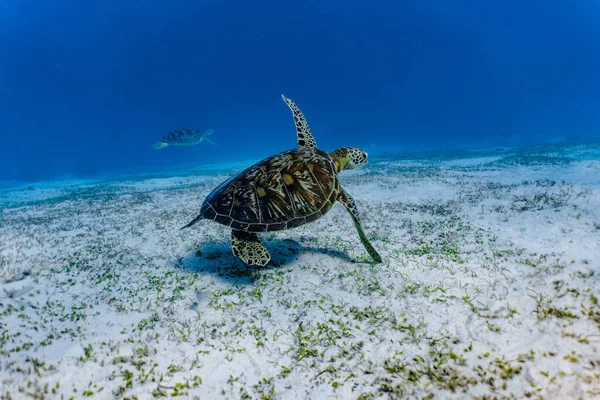 绿海龟在浅滩礁石中游泳 — 图库照片