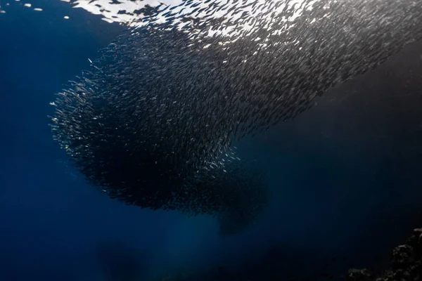 Massive Sardinenschwärme Einem Flachen Riff Sardinenschwarm Oder Sardinenlauf Moalboal Ist — Stockfoto