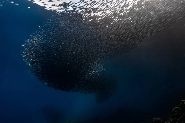 Una Massiccia Scuola Sardine Una Scogliera Poco Profonda Sardine Shoal — Foto Stock