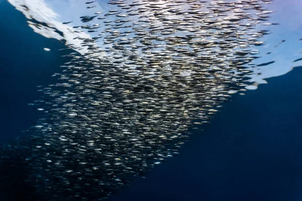 Una Massiccia Scuola Sardine Una Scogliera Poco Profonda Sardine Shoal — Foto Stock