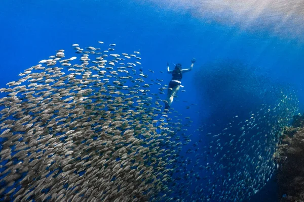 和一大群沙丁鱼一起在浅滩珊瑚礁中潜水 Moalboal Cebu 菲律宾 — 图库照片