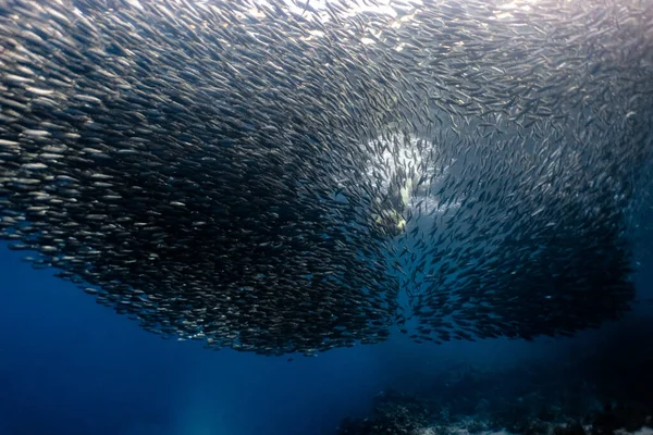 Esnórquel Con Una Enorme Escuela Sardinas Arrecife Coral Poco Profundo —  Fotos de Stock