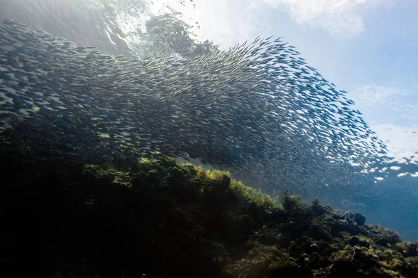 Massive Sardinenschwärme Einem Flachen Riff Sardinenschwarm Oder Sardinenlauf Moalboal Ist — Stockfoto