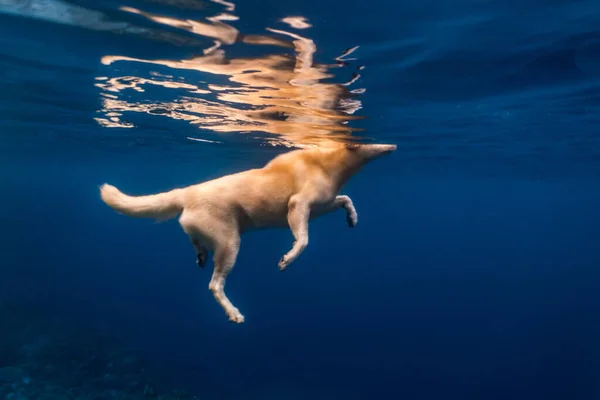 Yumuşak köpek sığ bir resifte yüzüyor..