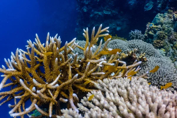 Staghorn coral in a shallow coral reef, close up. This coral is also home to tiny fishes to hide from bigger predators.