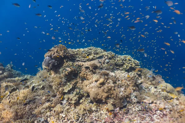 Красочные Яркие Подводные Кораллы Мелководном Рифе Стоковая Картинка