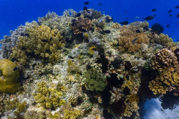 Красочные Яркие Подводные Кораллы Мелководном Рифе Стоковое Фото