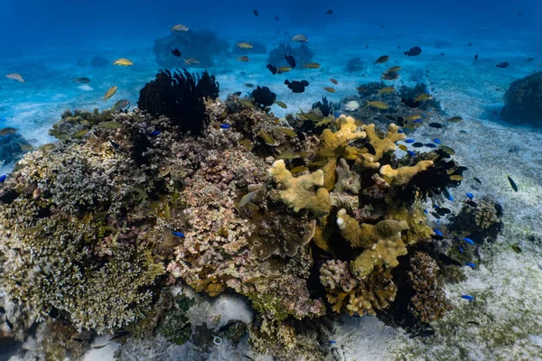 Красочные Яркие Подводные Кораллы Мелководном Рифе Стоковое Изображение