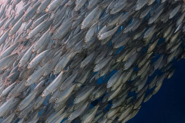 Τεράστιες Σαρδέλες Έναν Ρηχό Ύφαλο Sardine Κοπάδια Σαρδέλα Τρέχει Στο — Φωτογραφία Αρχείου