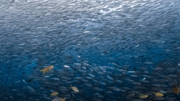 Masiva Escuela Sardinas Arrecife Poco Profundo Sardine Shoal Sardine Run —  Fotos de Stock