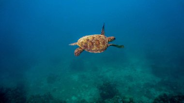 Yeşil deniz kaplumbağası (Chelonia mydas) açık mavi mercan resifinde nazikçe yüzer..
