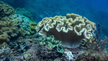Bakir bir mercan resifinde canlı ve renkli yumuşak mercanlar..
