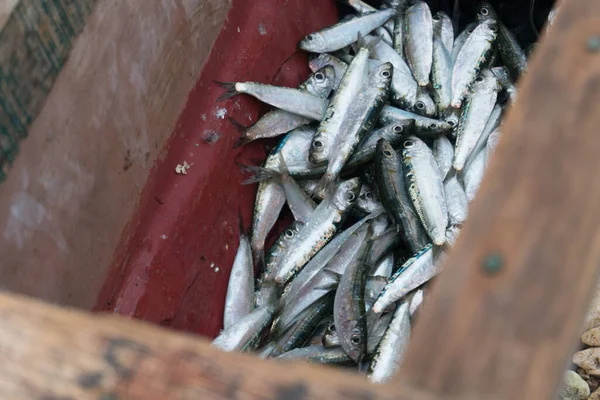 Pesca Sardina Fresca Capturada Por Los Pescadores —  Fotos de Stock