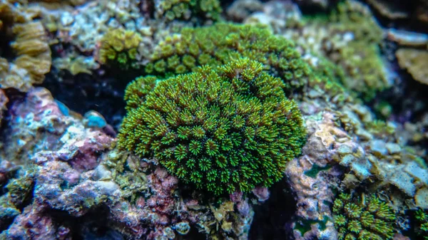 Macro Corail Mou Sous Marin — Photo