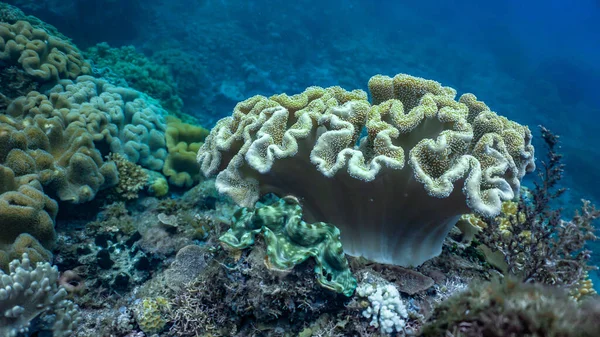 Bakir bir mercan resifinde canlı ve renkli yumuşak mercanlar..