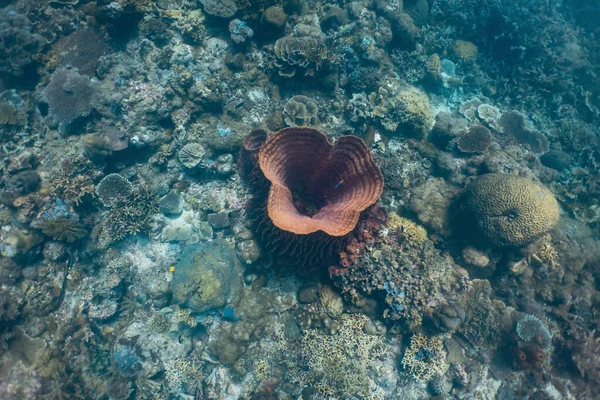 Красочные Яркие Подводные Кораллы Мелководном Рифе Лицензионные Стоковые Фото