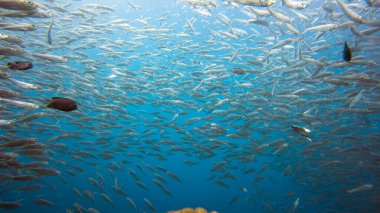 Sığ bir resifte büyük bir sardalya sürüsü. Moalboal 'da sardalya sürüsü veya sardalya, Filipinler' in güneyindeki Cebu kasabasında bulunan ünlü bir turizm merkezidir..