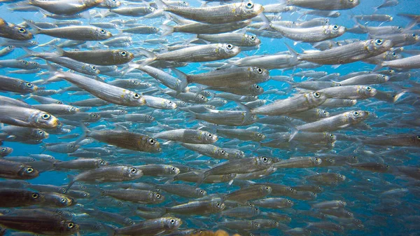 Masiva Escuela Sardinas Arrecife Poco Profundo Sardine Shoal Sardine Run —  Fotos de Stock