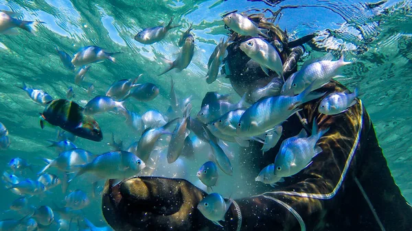 Alimentar Una Escuela Peces Coral —  Fotos de Stock