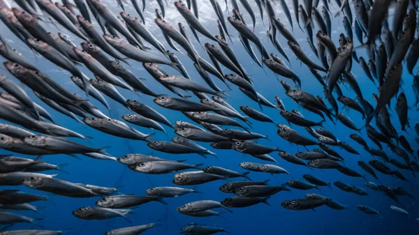 Masiva Escuela Sardinas Arrecife Poco Profundo Sardine Shoal Sardine Run —  Fotos de Stock