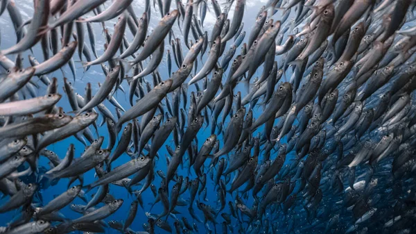 大群的沙丁鱼在浅滩上位于Moalboal的沙丁鱼或沙丁鱼是菲律宾南部城市宿务的一个著名旅游胜地 — 图库照片