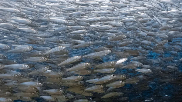 Τεράστιες Σαρδέλες Έναν Ρηχό Ύφαλο Sardine Κοπάδια Σαρδέλα Τρέχει Στο — Φωτογραφία Αρχείου