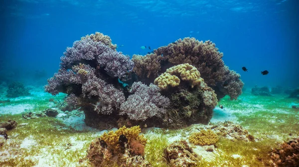 Красочные Яркие Подводные Кораллы Мелководном Рифе Лицензионные Стоковые Изображения